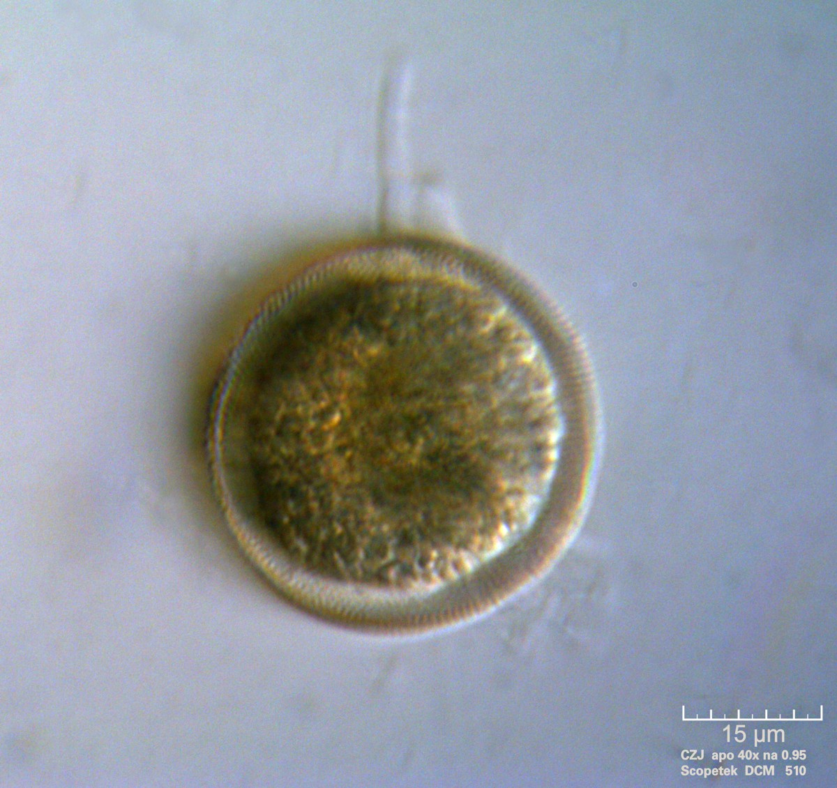 Tecameba